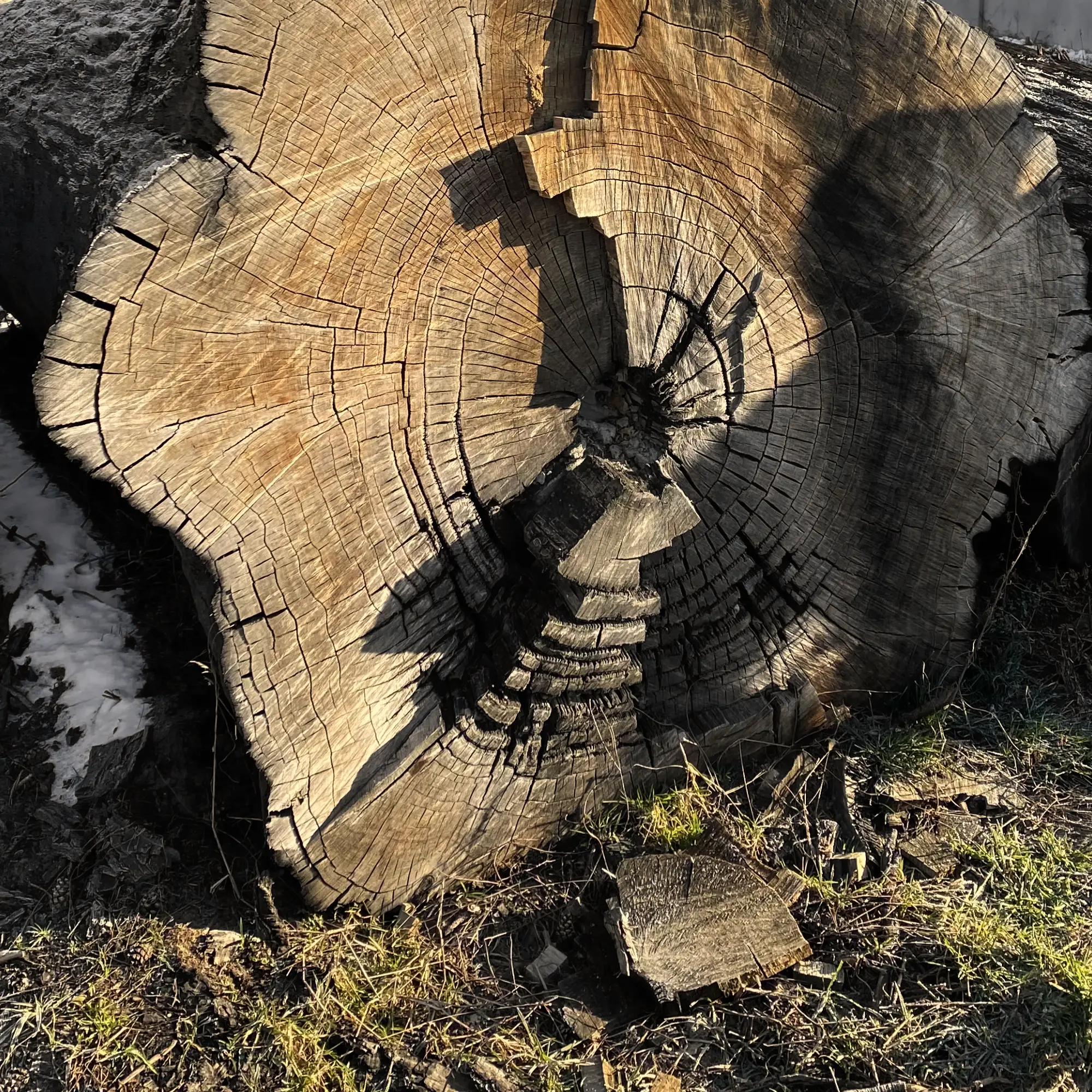 Ein Mooreichenstamm kurz nach der Freilegung
